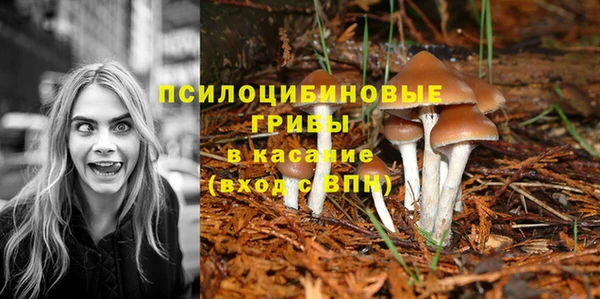 стафф Кущёвская